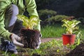 Woman gardener manually transplants plant from pot into the soil. Female hands in white gloves hold the Hosta plant Royalty Free Stock Photo