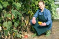 Woman gardener with mattock working with marrow seedlings and harvest