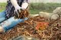 Woman gardener mulching potter thuja tree with pine tree bark mulch. Urban gardening Royalty Free Stock Photo