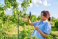 Woman gardener in an orchard taking photo of ripening pears on tree Royalty Free Stock Photo