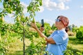 Woman gardener in an orchard taking photo of ripening pears on tree Royalty Free Stock Photo