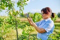 Woman gardener in an orchard taking photo of ripening pears on tree Royalty Free Stock Photo