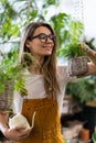 Woman gardener in overalls watering potted houseplant in greenhouse surrounded by plants and pots, using white watering can metal Royalty Free Stock Photo