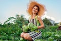 Woman gardener picking cabbage in summer garden putting vegetable crop in basket. Healthy food harvest Royalty Free Stock Photo