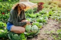 Woman gardener picking cabbage in summer garden putting vegetable crop in basket. Healthy food harvest Royalty Free Stock Photo