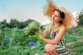 Woman gardener picking cabbage in summer garden putting vegetable crop in basket. Healthy food harvest Royalty Free Stock Photo