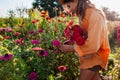 Woman gardener picks bouquet of zinnias in summer garden using pruner at sunset. Cut flowers harvest. Royalty Free Stock Photo