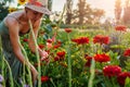 Woman gardener picks fresh gladiolus and red zinnia in summer garden using pruner. Cut flowers harvest Royalty Free Stock Photo