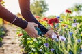 Woman gardener picks red zinnias and blue bachelor buttons in summer garden using pruner. Cut flowers harvest