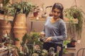 Woman gardener planting cactus plant in a pot in greenhouse. Female worker working at a cactus garden Royalty Free Stock Photo