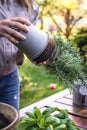 Woman gardener planting rosemary herb into flower pot on table