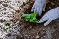 Woman gardener planting wild strawberry seedling in ground Royalty Free Stock Photo