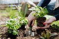 Woman gardener planting wild strawberry seedlings Royalty Free Stock Photo