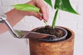 A woman gardener pours soil for planting a houseplant in a pot, home Royalty Free Stock Photo