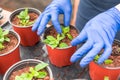 Gardener replanting petunia seedlings into plant pots