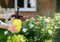 Woman gardener spraying flowers in the home garden