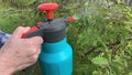 Woman gardener spraying fruit trees and bushes against plant diseases and pests using spray bottle withinsecticide solution in the