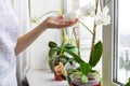 white orchid, phalaenopsis. Home gardening. Greenery at cozy house