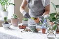 Woman gardener transplantion plants. Concept of home gardening and planting flowers in pot  plant home decoration Royalty Free Stock Photo