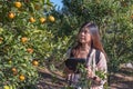 Woman gardener use modern technology in orange gardening business. New technology agriculture, environmen studying and researh Royalty Free Stock Photo