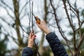 Woman gardener using pruning shears on to cut dry tree branches. Spring pruning of trees and bushes in garden Royalty Free Stock Photo