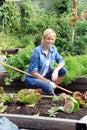 Woman gardener in a vegetable garden. Royalty Free Stock Photo