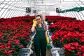Woman gardener with a watering can in her hand in a greenhouse with red poinsettia flowers identifies plants in need of Royalty Free Stock Photo