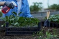 Woman gardener watering flowers in pots surrounded by plants. Home gardening, spring garden, love plants and care. Small Royalty Free Stock Photo