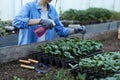 Woman gardener watering flowers in pots surrounded by plants. Home gardening, spring garden. Small business concept Royalty Free Stock Photo