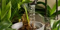 Woman gardener watering orchid flowers athome. houseplant care. housework and plants care concept. Home gardening, love of plants Royalty Free Stock Photo