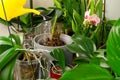 Woman gardener watering orchid flowers athome. houseplant care. housework and plants care concept. Home gardening, love of plants