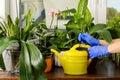 Woman gardener watering orchid flowers athome. houseplant care. housework and plants care concept. Home gardening, love of plants Royalty Free Stock Photo