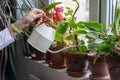 Woman gardener watering potted houseplant on windowsill in green house, close up. Hobby, home gardening, love of plants indoors