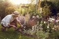 woman gardener working in summer garden. Flowerbed with blooming stachys