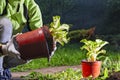 Woman gardeners hand transplanting bright yellow-white plants in the garden. Host plant is transplanted from the pot