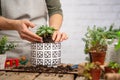 Woman gardeners hands transplanting indoor plant in ceramic pot with ornament decoration on rustic wooden table on white