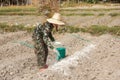 Woman gardeners put lime or calcium hydroxide into the soil to neutralize the acidity of the soil Royalty Free Stock Photo