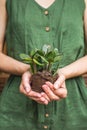 Woman gardeners transplanting jade plant, holding in hands ground with plant. Concept of home garden. Spring time. Taking care of