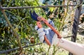 Woman gardening in backyard. Womans hands with secateurs cutting off wilted flowers on rose bush Royalty Free Stock Photo