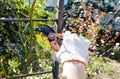 Womans hands with secateurs cutting off wilted flowers on rose bush Royalty Free Stock Photo