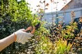 Womans hands with secateurs cutting off wilted flowers on rose bush Royalty Free Stock Photo