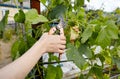 Woman gardening in backyard Royalty Free Stock Photo