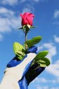 Woman in gardening glove holding rose against blue sky with clouds, closeup Royalty Free Stock Photo