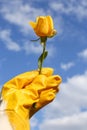 Woman in gardening glove holding rose against blue sky with clouds, closeup Royalty Free Stock Photo