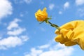 Woman in gardening glove holding rose against blue sky with clouds, closeup. Space for text Royalty Free Stock Photo