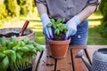 Woman with gardening glove planting basil herb