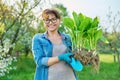 Woman in gardening gloves holding bush of hosta plant with roots for dividing planting Royalty Free Stock Photo