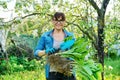 Woman in gardening gloves holding bush of hosta plant with roots for dividing planting Royalty Free Stock Photo