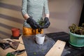 Woman in gardening gloves holding a succulent plant over a flower pot. Changing soil, pot and planting new indoor flowers concept. Royalty Free Stock Photo