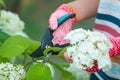 Woman in gardening gloves pruning hydrangea bush with secateurs outdoors, closeup Royalty Free Stock Photo